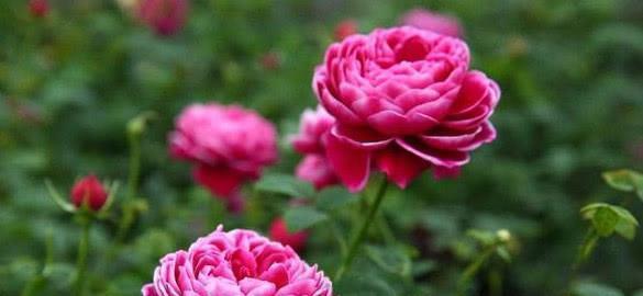 适合居家养护的几款花卉,花香易打理,不闻不问也能花大色艳