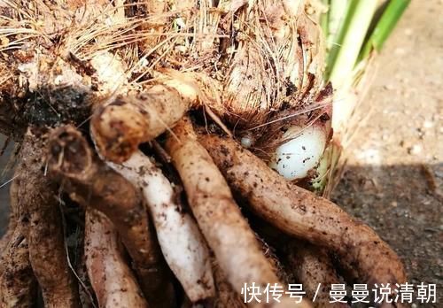分蘖|促使兰花发芽的方法，离不开3个要素，20天就见效
