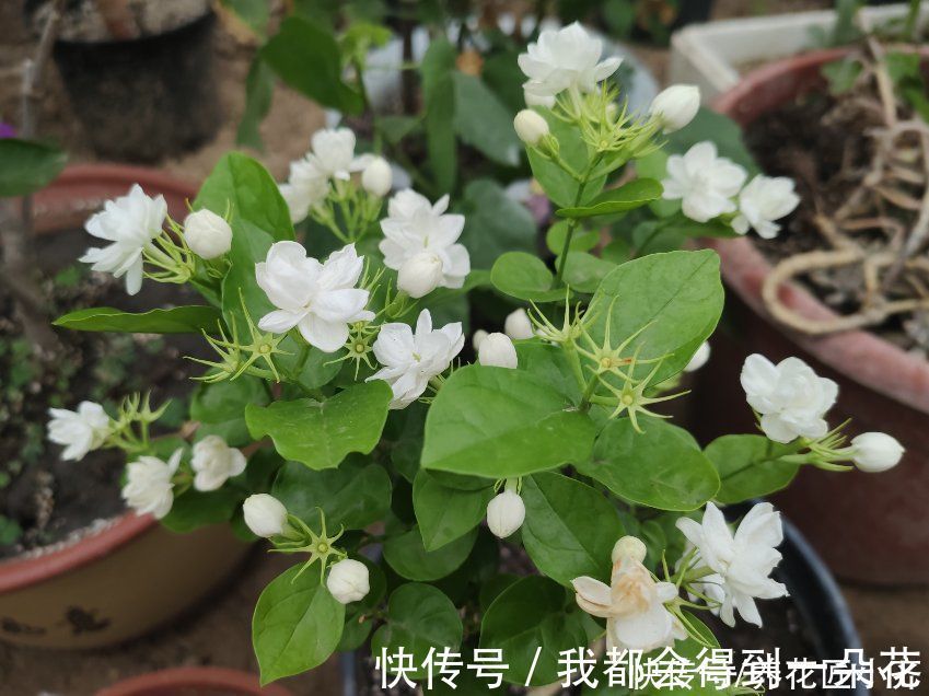 养茉莉花发现4种枝条,正确的方法是及时剪掉,否则会影响开花