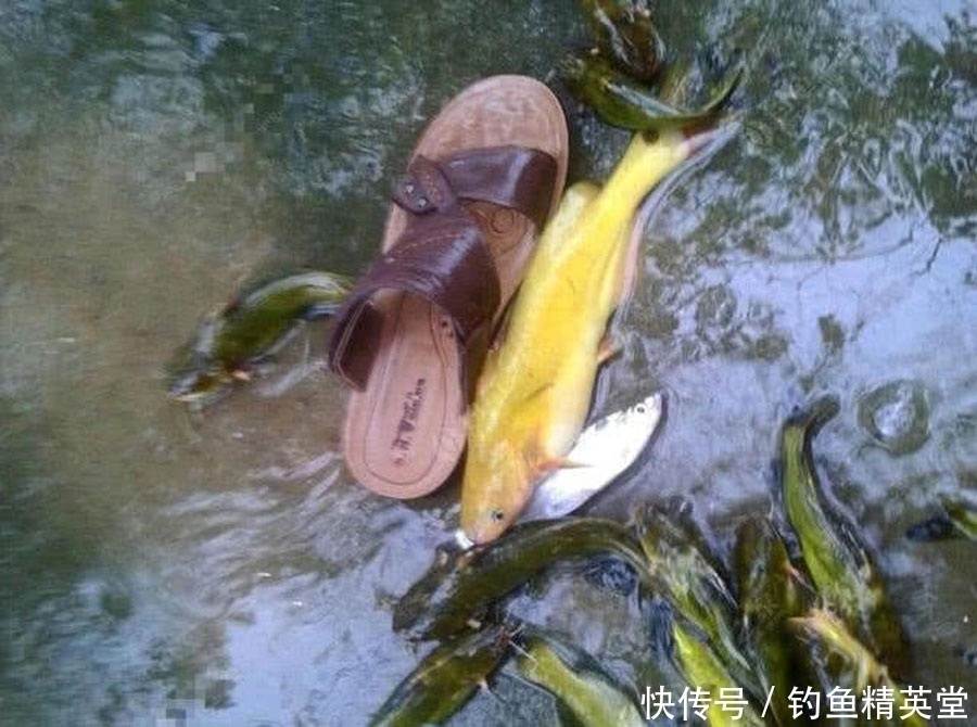 过后|洪水过后去钓鱼,这么大的黄颡鱼,还是头一次钓获