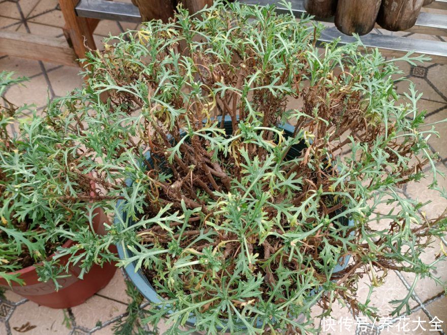天竺葵|7种花养老桩不好，多扦插、养嫩苗，才能年年开花