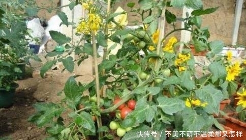 盆栽|家里种上这6种盆栽蔬菜，不长虫不用药，一年到头都吃不完！