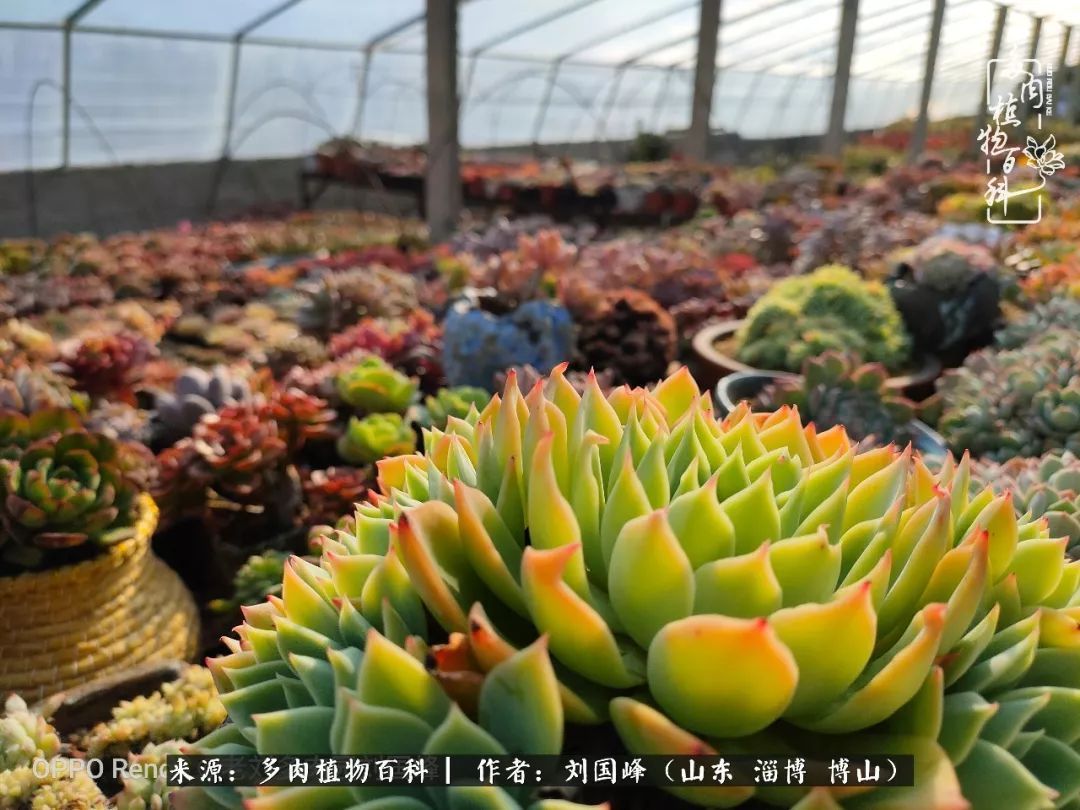 贵的不一定是对的,你的多肉究竟值多少钱附冬季养护攻略!