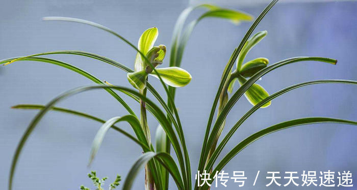 兰花们|秋养兰花相对简单,避开几个雷区,不烂根还会抽新枝