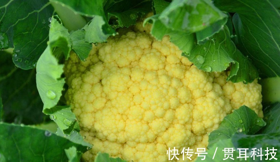 抗癌|吃完菜花一个小时内,不要碰此物,却有很多人不清楚,早知早好