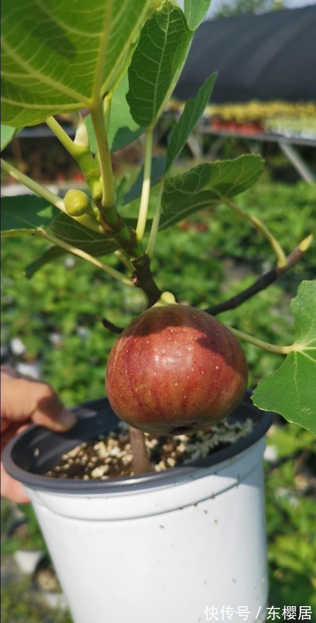 高压|扦插无花果,2种“技巧”,15天生根成活,果实累累,甜又糯