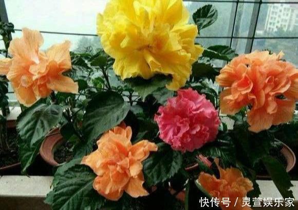 比例|养花施肥“老三样”，掐准时间，看准比例，养一盆爆一盆