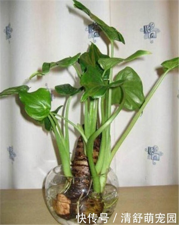 放水|这种东西吃剩的不要扔,放水里就能疯长,比滴水观音还要漂亮!