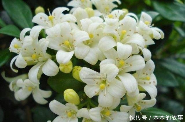 花卉|我国“最香”盆栽花卉，净化空气效果好，房间摆1盆，熏得一室香