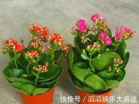 叶肥厚|养长寿花,3个月喂点“它”,叶肥厚花多,1年开花好几茬!