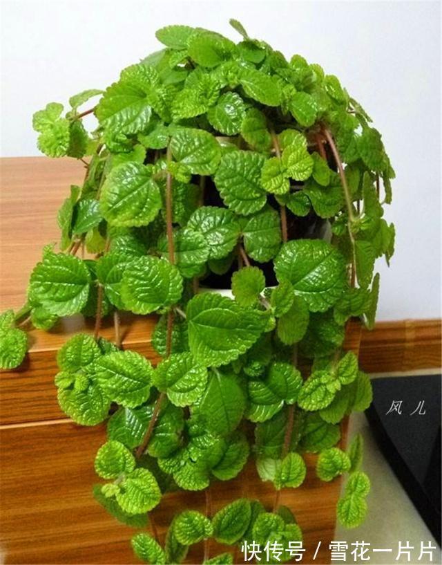 10个人有9个人不喜欢“4种花”,殊不知,都是除螨、杀菌“高手”