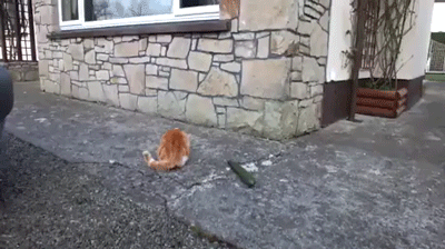 |搞笑GIF:穿成这样想给女友一个惊喜 没想到她给了我一个更大的惊喜