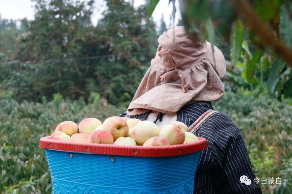 冬桃基地|冬天还有新鲜桃子吃？蒙自人太幸福了！