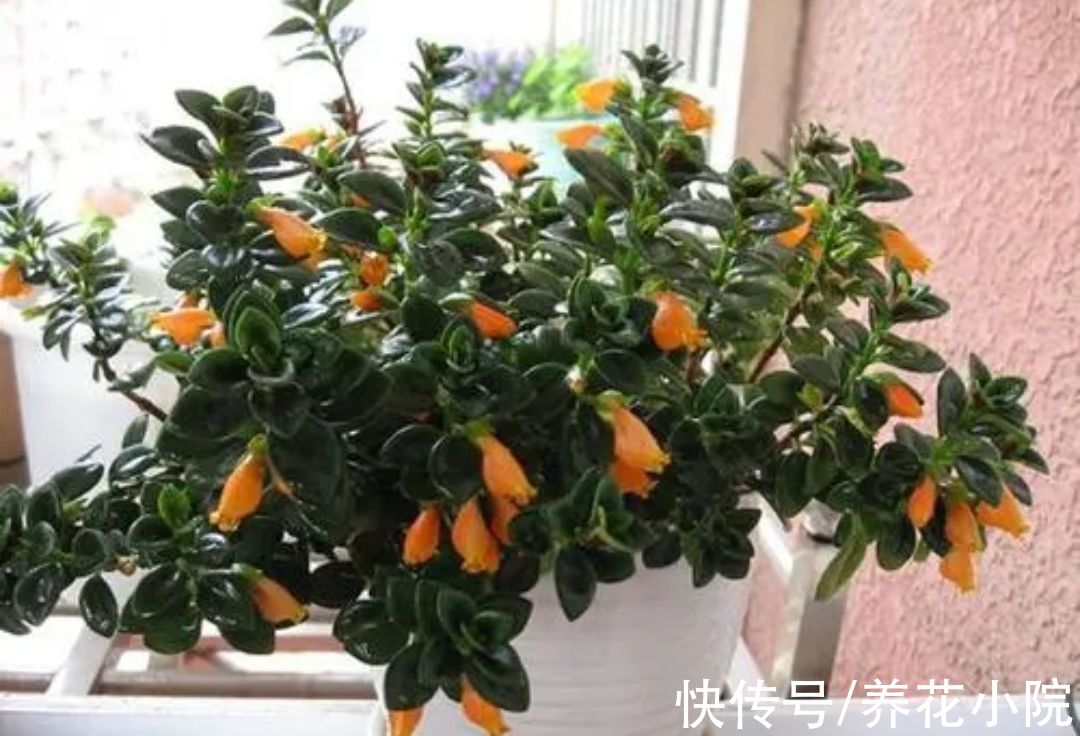 适合冬天养的5种花,好养易活,开花还漂亮