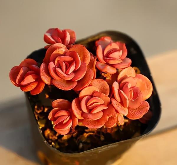 多肉徒长丑的没法看?做好2件事,新手也能养出肉墩子