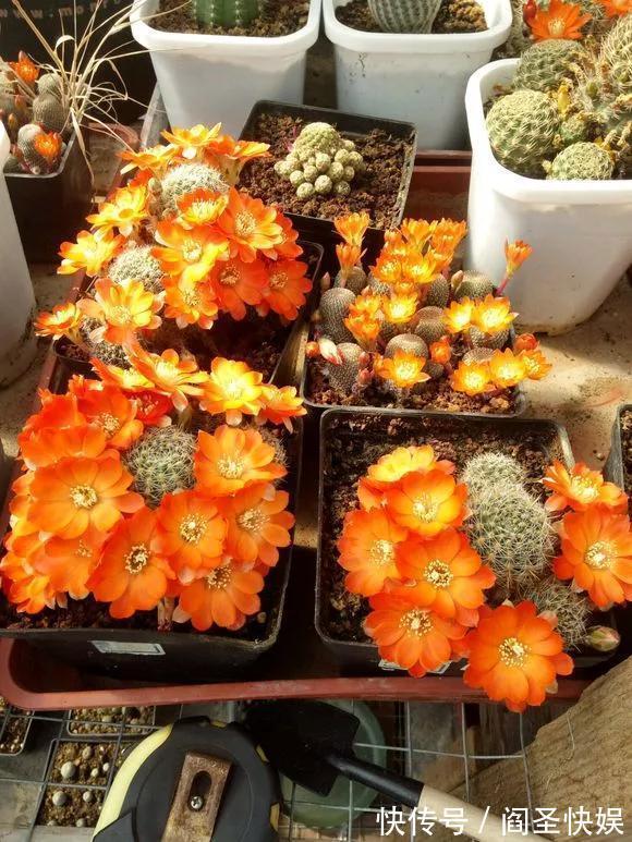 烂球|仙人球开花少,甚至不开花,3点要改善,满盆开出大花苞!