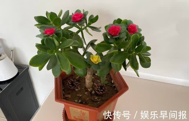 4种“懒人花”,浇点水就疯长,枝壮花多空气好,不会养花就养它