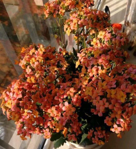 黄化病|总烂根黄叶,盆里撒一把它,不管多难养,很快能冒芽冒花!