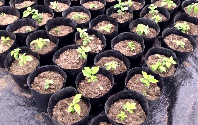 夏天扦插这些花,几天就生根,1盆变10盆,再也不用花钱买