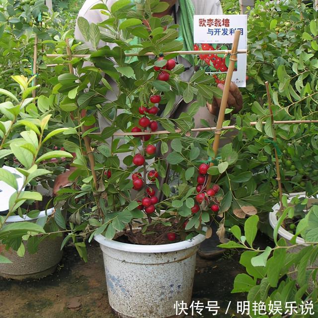 阳台|四川发现一户人家阳台，真是有才了，百闻不如一见，拍给大家瞧瞧