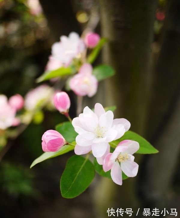 暗香盈袖$临水照花李清照,四首写花的词,照见一生悲欢