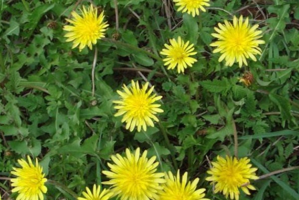 乳腺增生|蒲公英和此物一起是绝配，坚持7天，肾变强，连口臭也没了