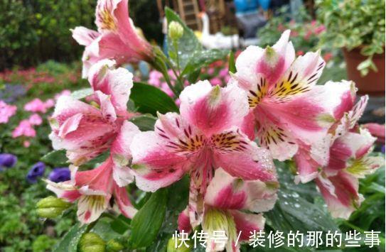 蓝星花|农历7月27号起，最适合养这些花，惹人喜爱，好养寓意好