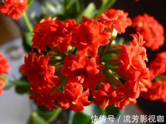 养长寿花，遇到2种枝条“不能留”，要不全军覆弄、不开花