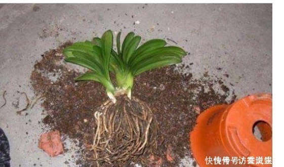 植株|花卉什么时候换盆才最好一直都没注意,怪不得换完花就蔫儿了