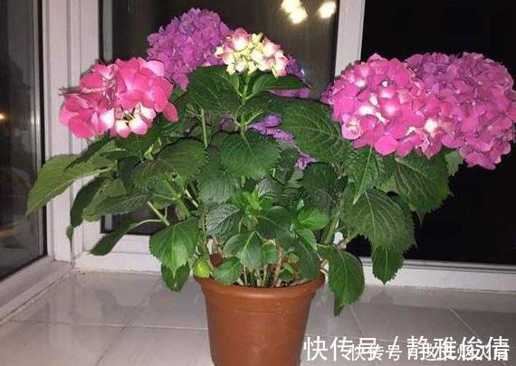 现在扦插此4种花,一周就长芽生根,一棵变多棵,成养花大户了