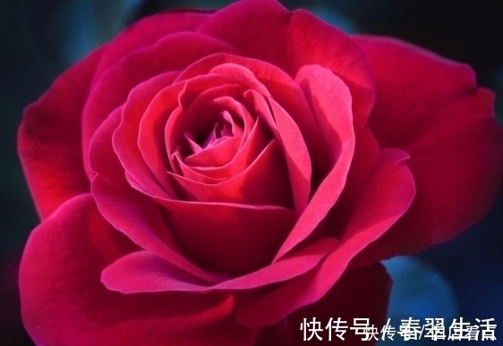 洛神花|花草是天然的化妆品,常用这4朵花,给你从头到脚的美丽肌肤