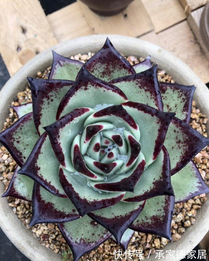 施肥|养多肉植物乌木，掌握住3点，盆栽长势越来越猛，叶肥色艳