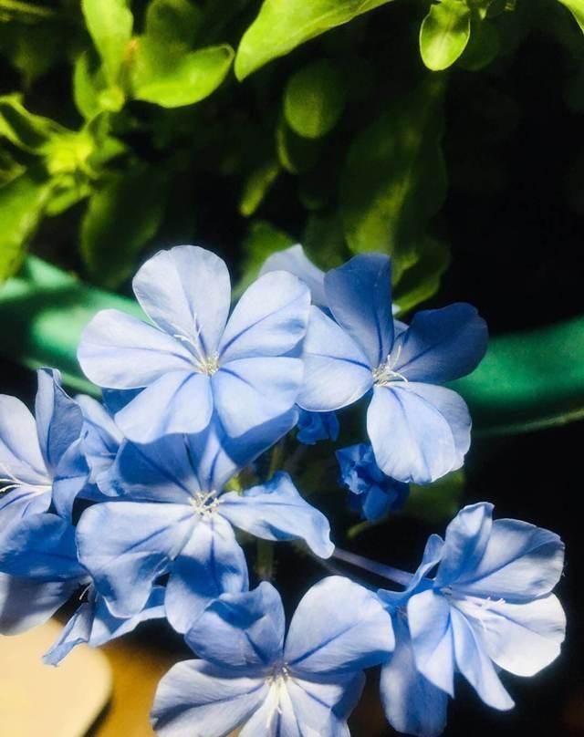 这花长得巴掌大,越晒花越多,一不小心就开成瀑布