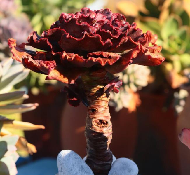 夏天|6种多肉养活容易养死难,夏天晒太阳淋淋雨,轻松养成小老桩