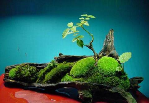 石缝墙角都有的这玩意,带回家种花盆里,养成漂亮盆景!