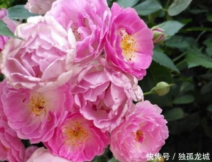 最有仙气的4种花,迷人的花朵,好养又漂亮,一开就是300多天