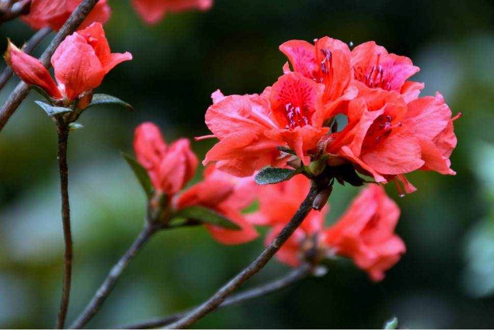 三种“懒人花”,管理越多越难成活,半月不浇水,反而花爆盆!