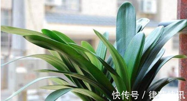 君子兰、长寿花、蟹爪兰总不开花,可能盆里缺点它,加一点就开花