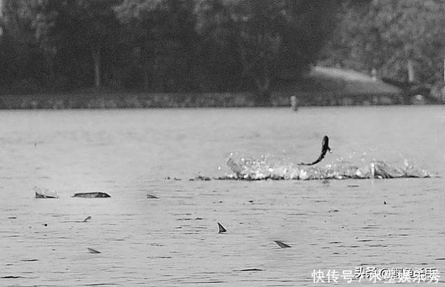 别再抢老钓位了,“秋老虎”鱼儿都藏在这,选这垂钓事半功倍