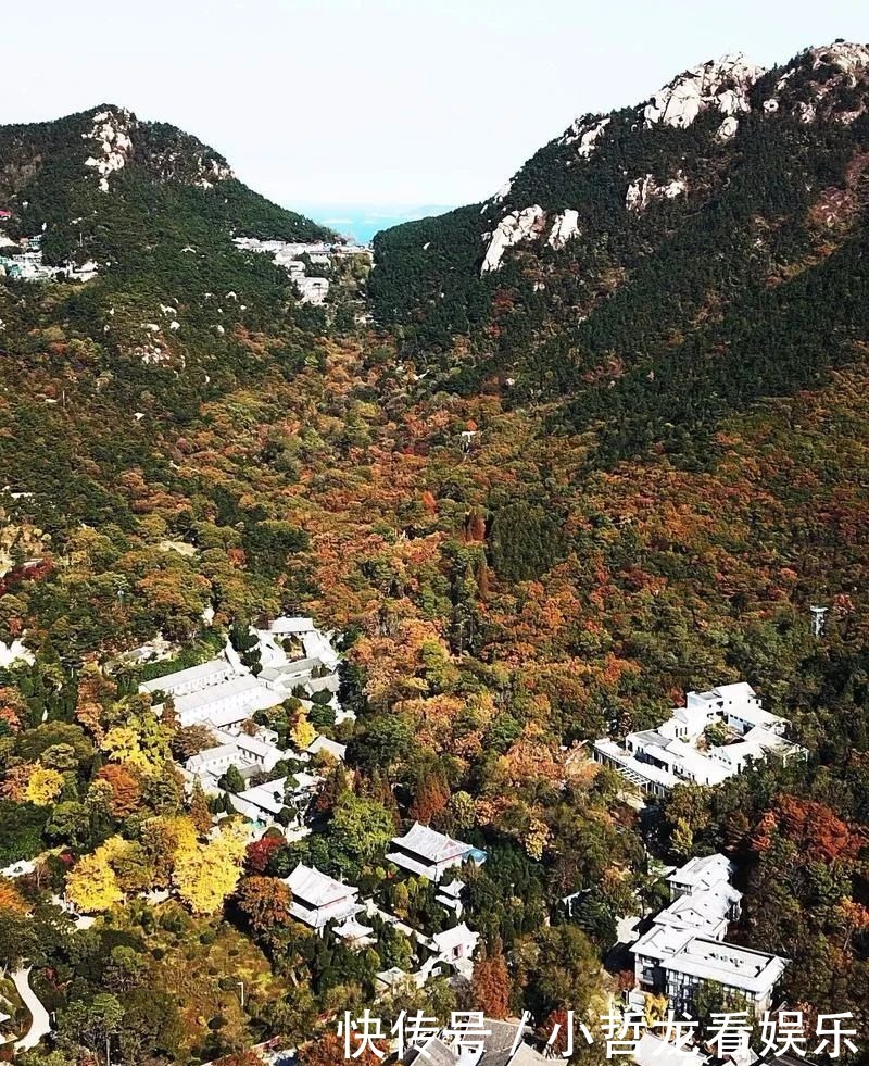 银杏|枫叶红银杏金，初冬崂山太清宫层林尽染