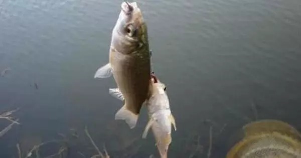 野钓选钓点是关键的一步,这样钓鲫鱼,越钓越爽,怎么钓都过瘾!