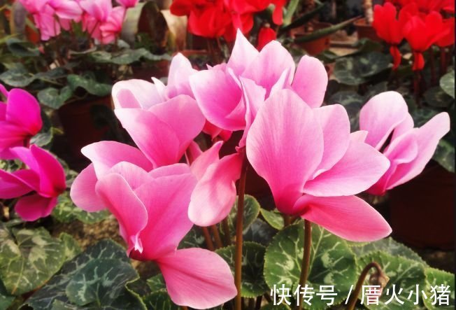 养花就养4种花，好养易活花量大，日子红火财运滚滚，好看极了