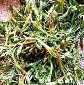 味道棒|它是降压“特效药”,农村遍地可见,营养丰富价值高,遇见别错过