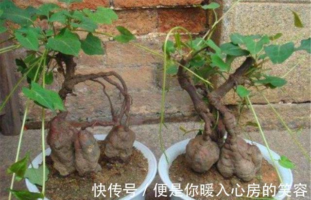 4种“名贵中药”做盆景，一养就是30年，土豪出价“5万”都不卖！