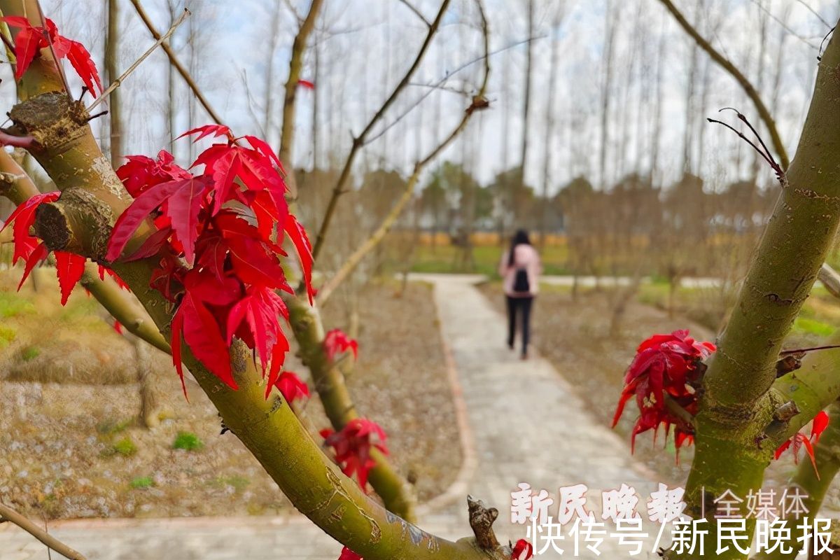 林地|“走不进的密林”成了“可穿行的绿洲”上海市首个千亩大型休闲林地今天开放