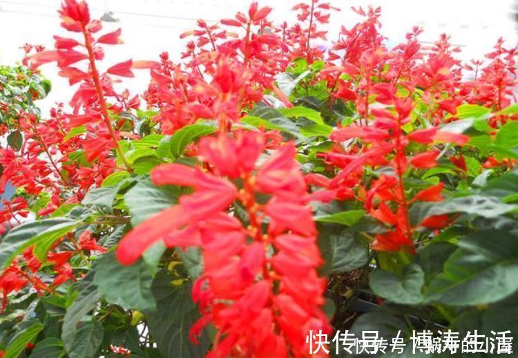 漂亮|此款花卉,花艳易爆盆,越热开花越旺,开成漂亮小花园!