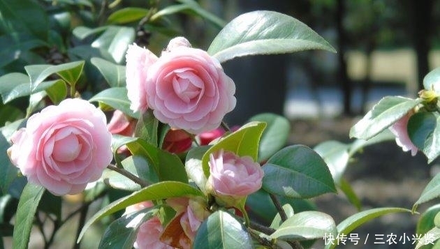 茶花这样养, 越冷长越好, 开春花满枝!