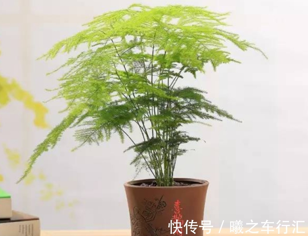 天气越来越热,6种花很怕晒太阳,赶紧给它们遮阴