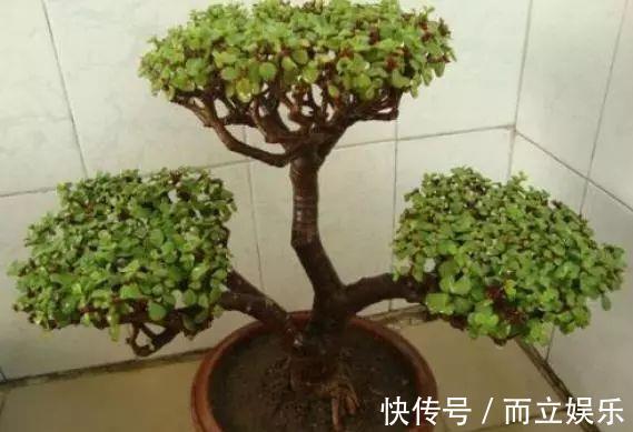 马齿苋树养成“老桩”，就靠“这液体”，10天用1次，半年就成！