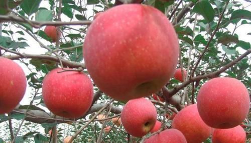 苹果和此物一起煮，每天来一碗，腰细了，睡眠好了，身材棒棒哒